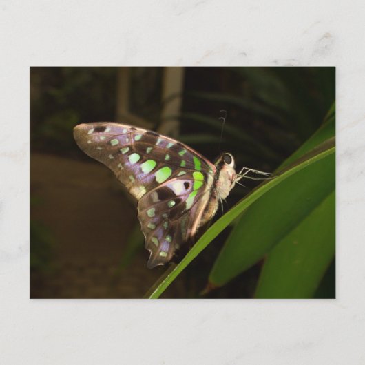 Uit het donker - vlinder die op blad zit briefkaart (Voorkant)