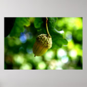 Uit kleine zuren groeien machtige eikels poster (Voorkant)