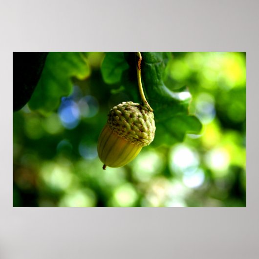 Uit kleine zuren groeien machtige eikels poster (Voorkant)