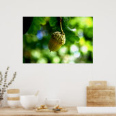 Uit kleine zuren groeien machtige eikels poster (Keuken)