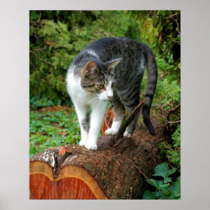 Uit op een kattenwandeling - Kitty Poster