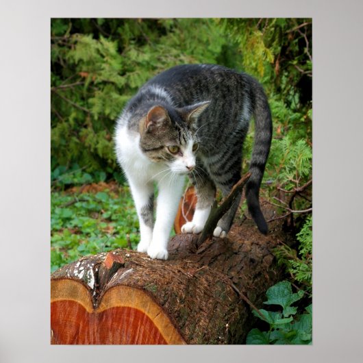 Uit op een kattenwandeling - Kitty Poster (Voorkant)