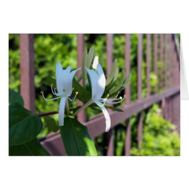 uit rij (Voorkant Horizontaal)