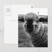 Uit Sight M-a-a-a-n Briefkaart (Voorkant / Achterkant)