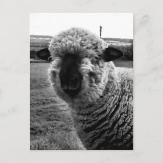 Uit Sight M-a-a-a-n Briefkaart