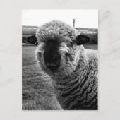 Uit Sight M-a-a-a-n Briefkaart (Voorkant)