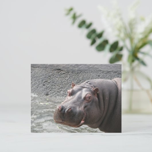 Uitdagende Hippo! Briefkaart (Staand voorkant)