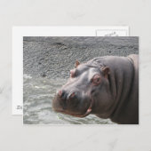 Uitdagende Hippo! Briefkaart (Voorkant / Achterkant)