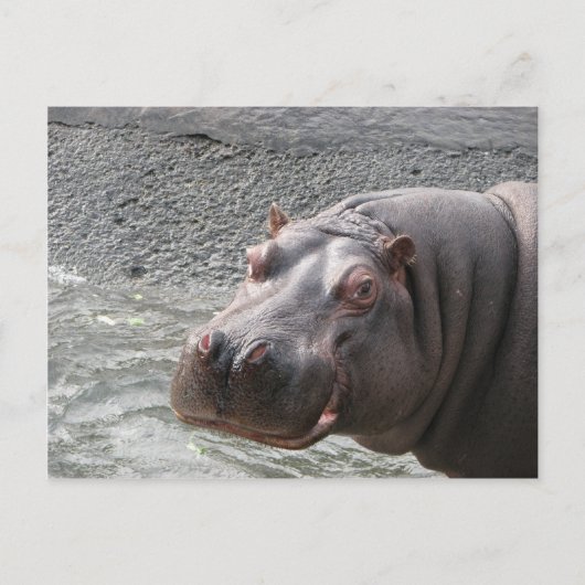 Uitdagende Hippo! Briefkaart (Voorkant)