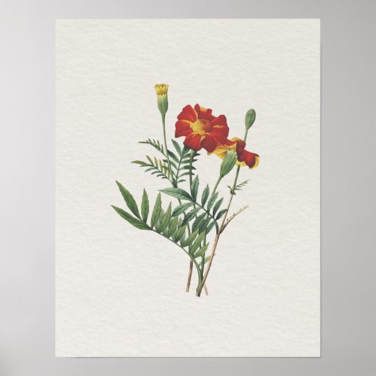 uiterlijk botanische goudsbloemen poster (Voorkant)