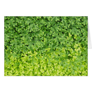 Uiterst kleine tropische varen