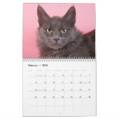 Uitgangen voor Shelter Cats Kalender (Feb 2026)