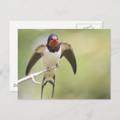 Uitgebreid slikken briefkaart (Voorkant / Achterkant)