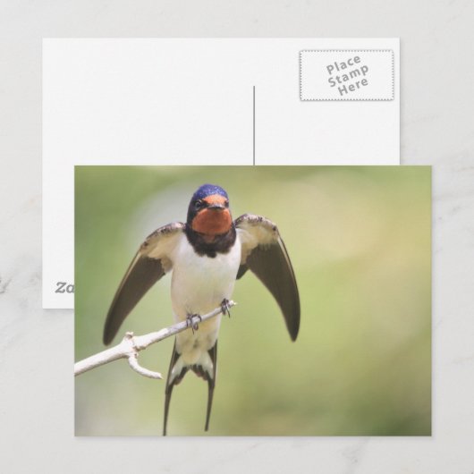 Uitgebreid slikken briefkaart (Voorkant / Achterkant)