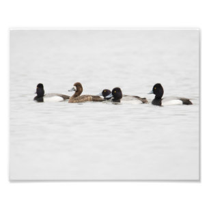 Uitgebreid Vrouw Lesser Scaup Duck Print Foto Afdruk