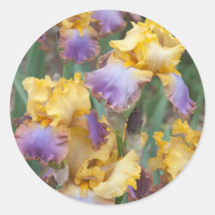 Uitgebreide iris ronde sticker