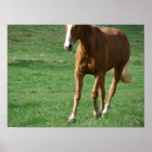 Uitgebreide trot poster (Voorkant)