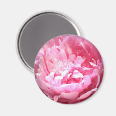 Uitgebroede roze pioen magneet (Voorkant / Achterkant)