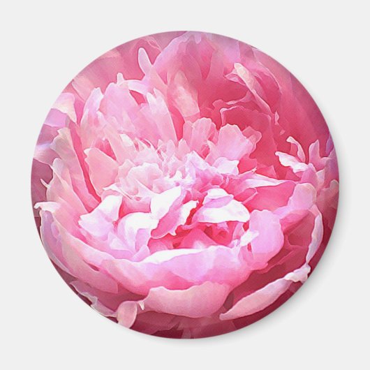 Uitgebroede roze pioen magneet (Voorkant)