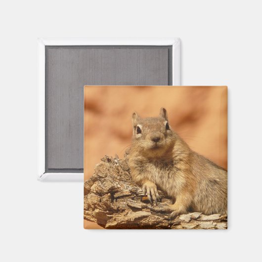 Uitgekoeld rond eekhoorn magneet (Voorkant / Achterkant)