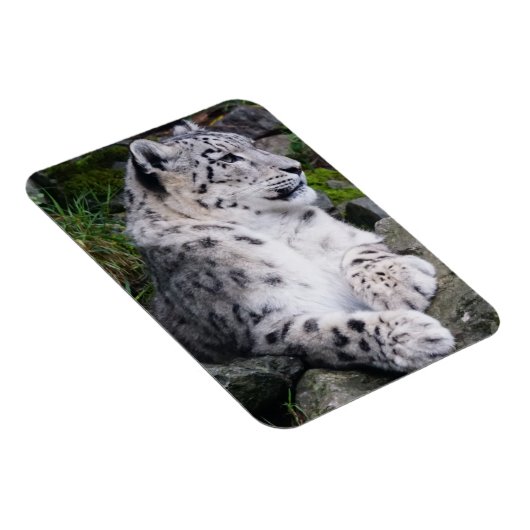 Uitgekoelde sneeuwluipaard magneet (Rechterzijde)