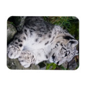 Uitgekoelde sneeuwluipaard magneet (Horizontaal)