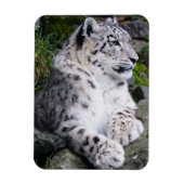 Uitgekoelde sneeuwluipaard magneet (Verticaal)