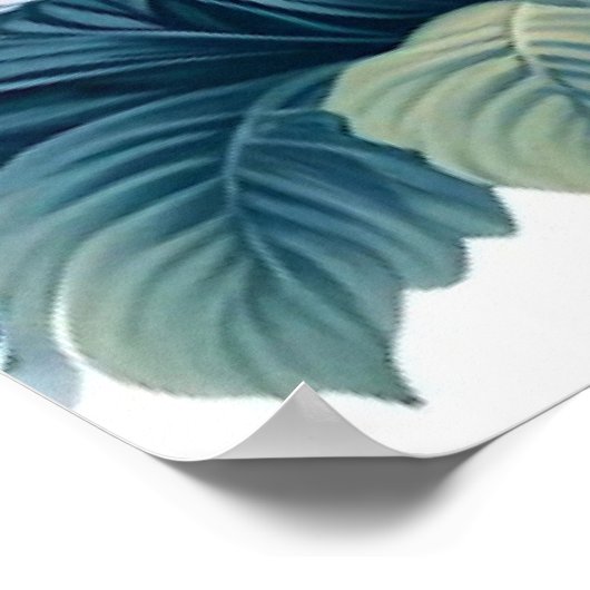 Uitgerekt canvas - Zwanen in een waterlelievijver Poster (Hoek)