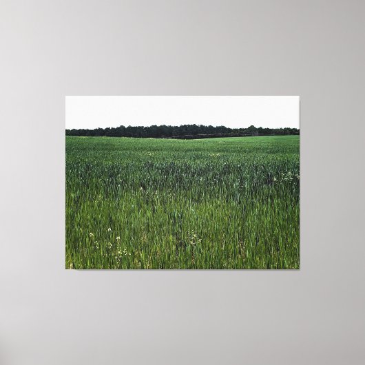 Uitgestrekt groen veld onder heldere hemel canvas afdruk (Voorkant)