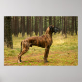 Uitmuntendheid Poster (Voorkant)