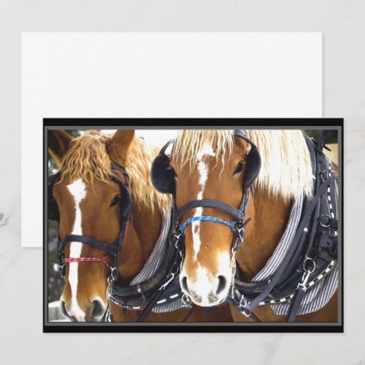 Uitnodiging Clydesdale Draft Horse (Voorkant / Achterkant)