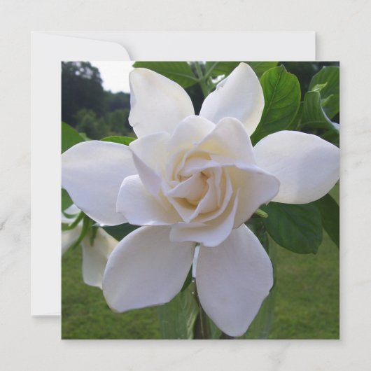 Uitnodiging - Natuurlijke Gorchanische Gardenia (Voorkant)