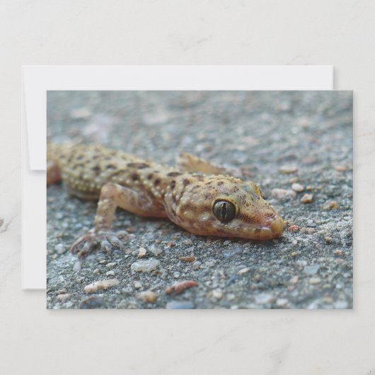 Uitnodiging tot hagedis (Voorkant)