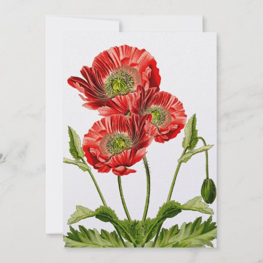 uitnodiging tot het rode papaverhuwelijk (Achterkant)