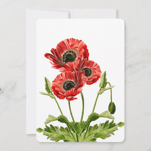 uitnodiging tot het rode papaverhuwelijk (Achterkant)