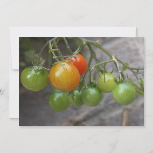 Uitnodiging tot Plant van tomaten (Voorkant)