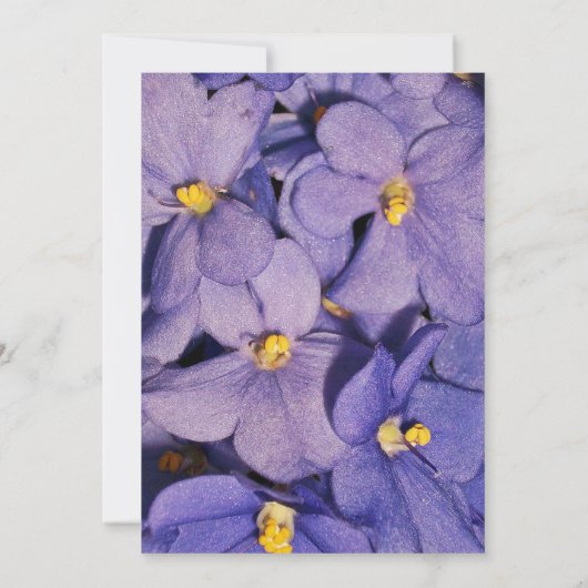 Uitnodiging tot uitzending van Afrikaanse Violets  (Achterkant)