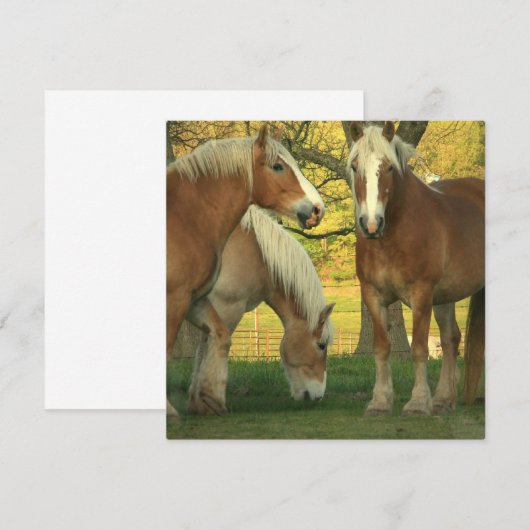 Uitnodiging voor conceptpaarden van Palomino (Voorkant / Achterkant)