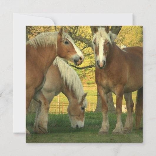 Uitnodiging voor conceptpaarden van Palomino (Voorkant)