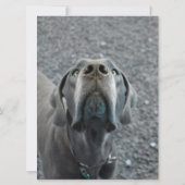 Uitnodiging voor Great Dane Birthday (Achterkant)