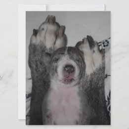 Uitnodiging voor Great Dane Birthday