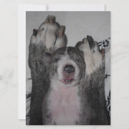 Uitnodiging voor Great Dane Birthday (Achterkant)