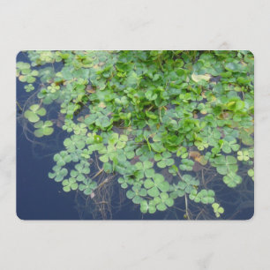 Uitnodiging voor Ierse lente- en uitwijkwedstrijd