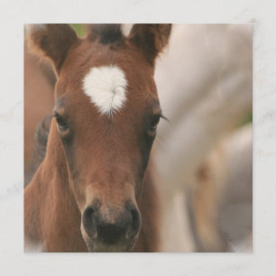 Uitnodiging voor paardenBaby