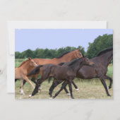 Uitnodiging voor wilde paarden (Voorkant)