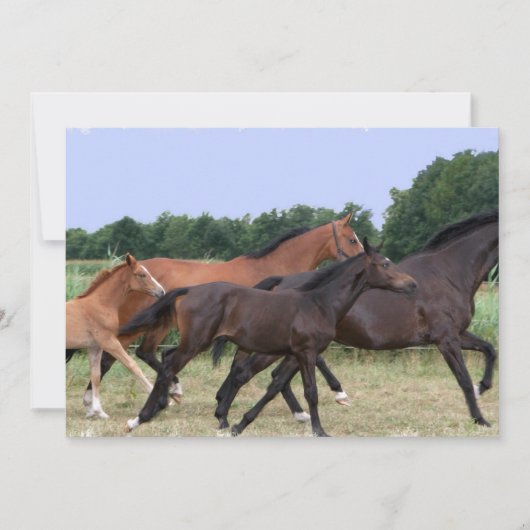 Uitnodiging voor wilde paarden (Voorkant)