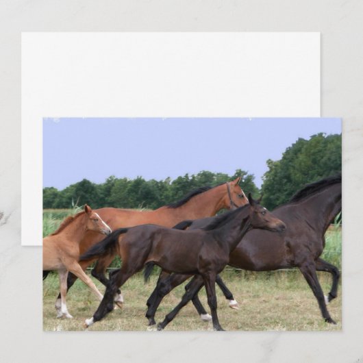 Uitnodiging voor wilde paarden (Voorkant / Achterkant)