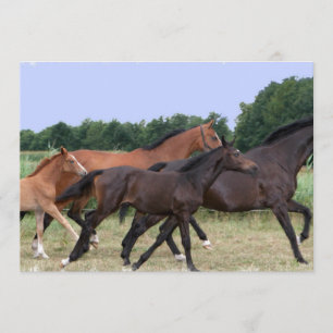 Uitnodiging voor wilde paarden