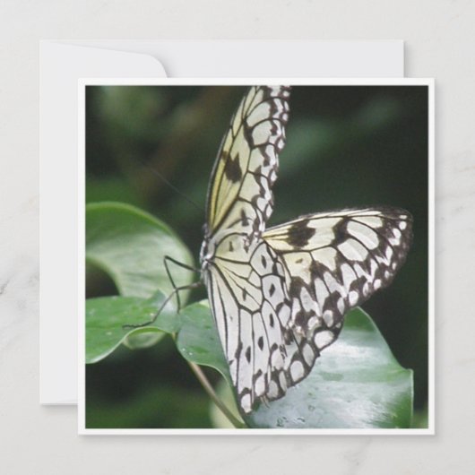 Uitnodiging voor witte en zwarte vleugelvlinder (Voorkant)