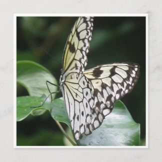 Uitnodiging voor witte en zwarte vleugelvlinder